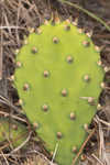 Common pricklypear